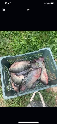 Tilapia Fish Fresh from the Farm to your door step Islamabad