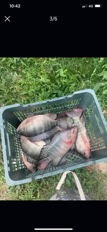 Tilapia Fish Fresh from the Farm to your door step Islamabad 4