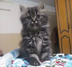 persian triple coat male  kittens available for sale