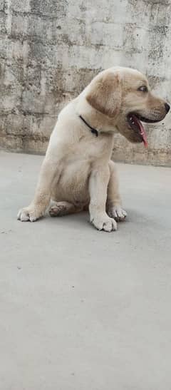 British Labrador puppies