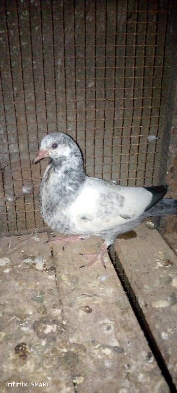 2 Baby Pigeons for sale High flayer 0