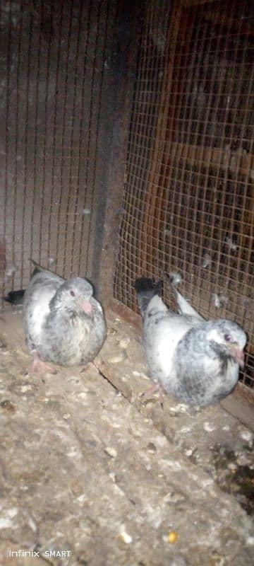 2 Baby Pigeons for sale High flayer 1