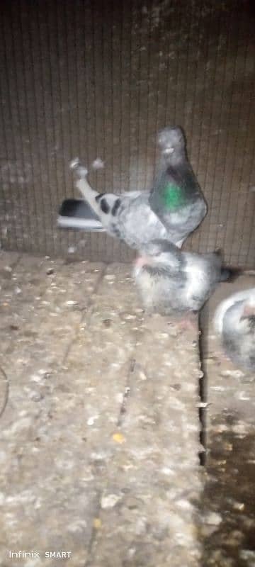 2 Baby Pigeons for sale High flayer 2