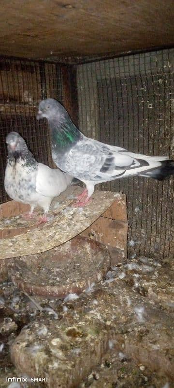 2 Baby Pigeons for sale High flayer 3