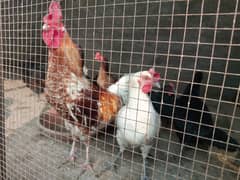 Golden Misri (Egg laying hens)