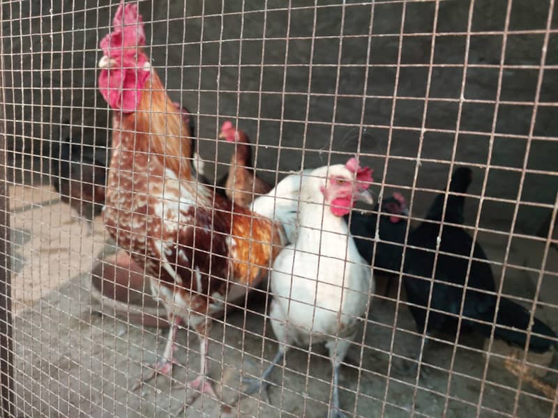 Golden Misri (Egg laying hens) 0