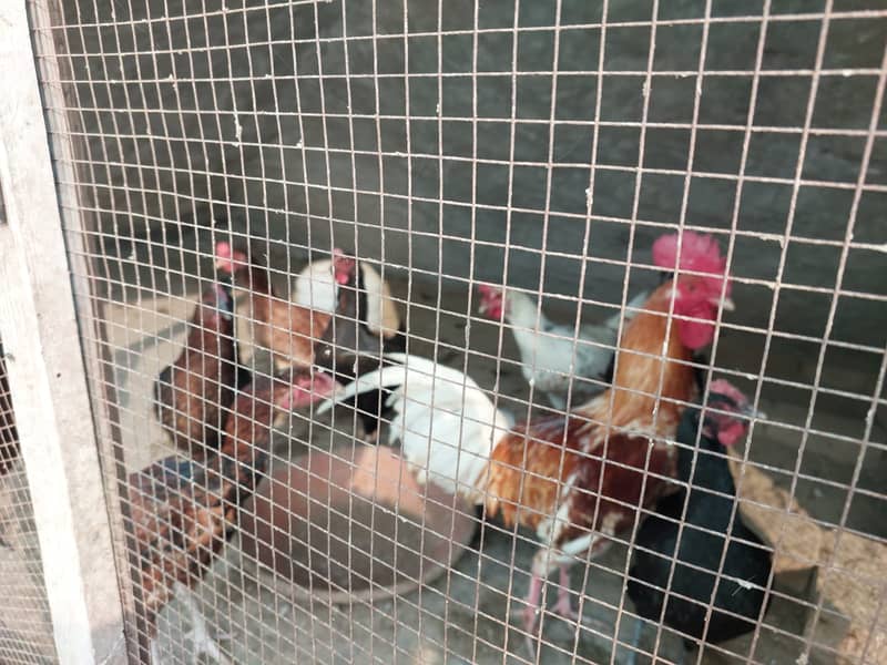 Golden Misri (Egg laying hens) 1