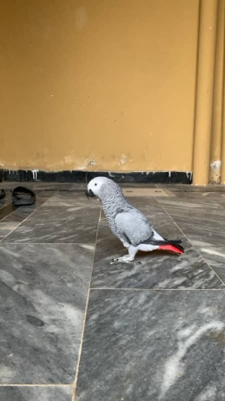 CANGO SIZE AFRICAN GREY PARROTS FOR SALE 0