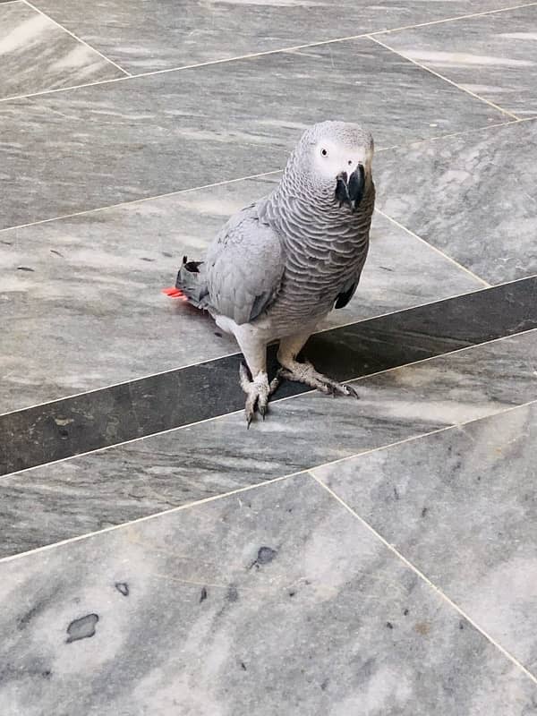 CANGO SIZE AFRICAN GREY PARROTS FOR SALE 1