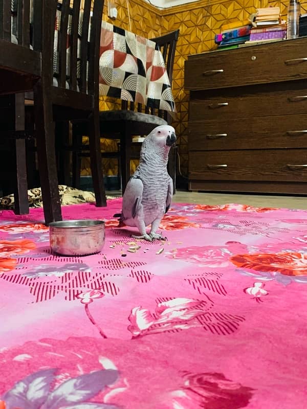 CANGO SIZE AFRICAN GREY PARROTS FOR SALE 2