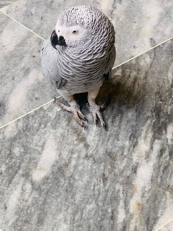 CANGO SIZE AFRICAN GREY PARROTS FOR SALE 4