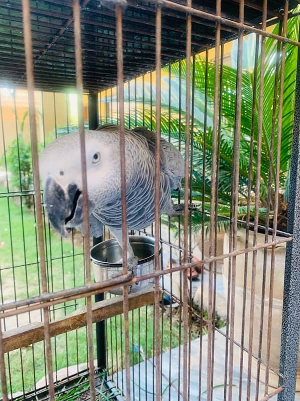 CANGO SIZE AFRICAN GREY PARROTS FOR SALE 6