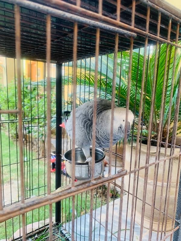 CANGO SIZE AFRICAN GREY PARROTS FOR SALE 7