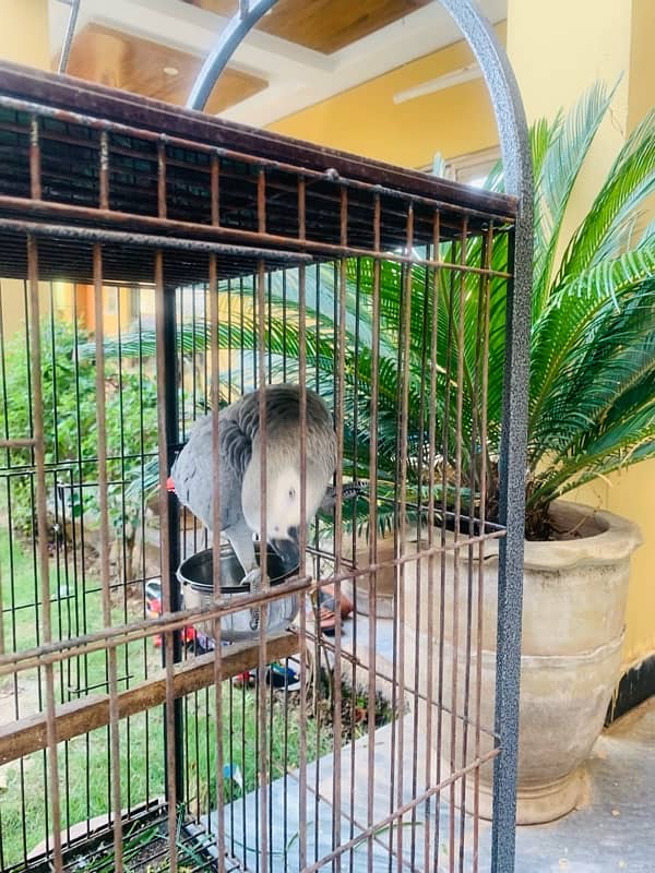 CANGO SIZE AFRICAN GREY PARROTS FOR SALE 8