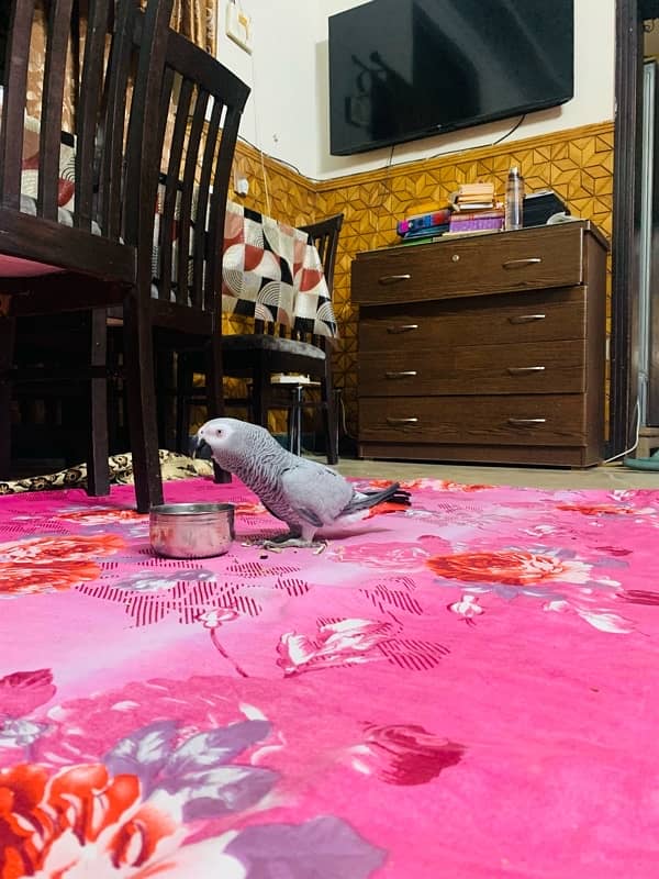 CANGO SIZE AFRICAN GREY PARROTS FOR SALE 9