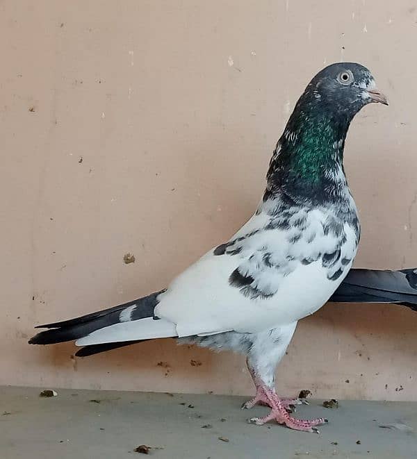 Tedddy kabootar/pigeon 2