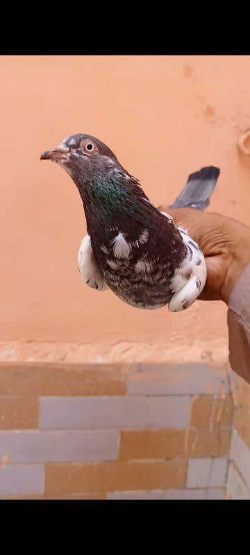 Tedddy kabootar/pigeon 3