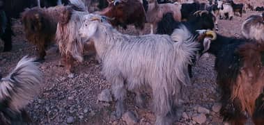 Takatoo Goats And Sheep Farm Quetta