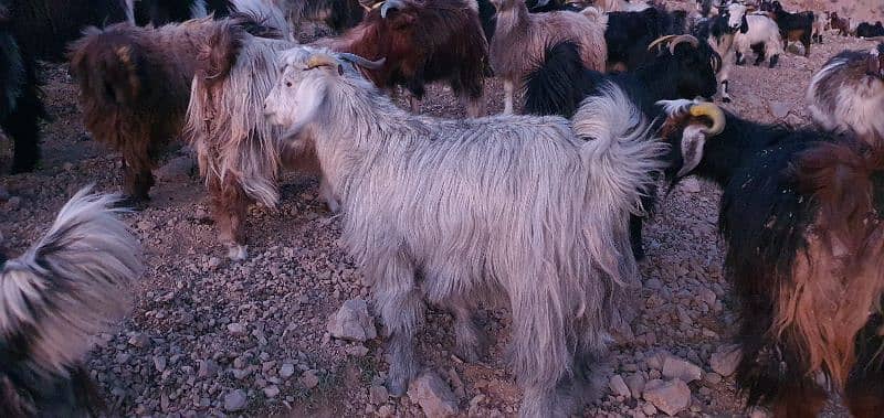 Takatoo Goats And Sheep Farm Quetta 0