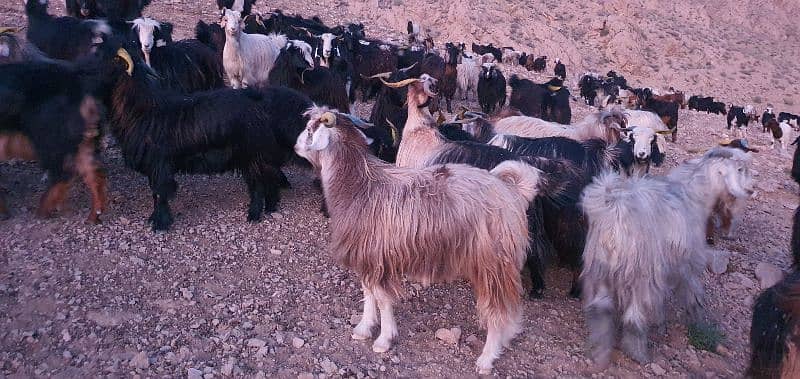 Takatoo Goats And Sheep Farm Quetta 1