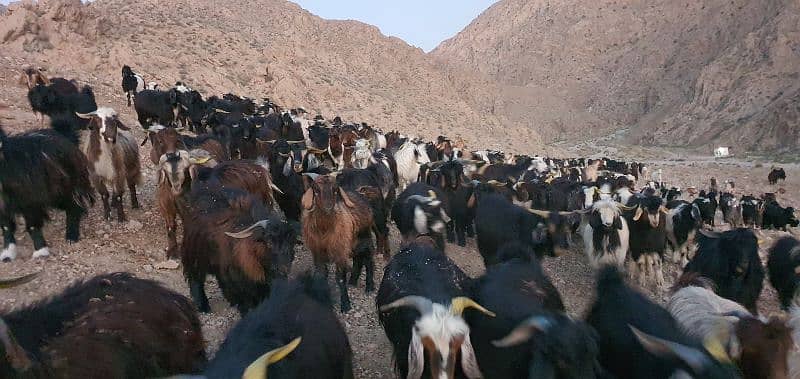 Takatoo Goats And Sheep Farm Quetta 2