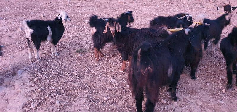 Takatoo Goats And Sheep Farm Quetta 3