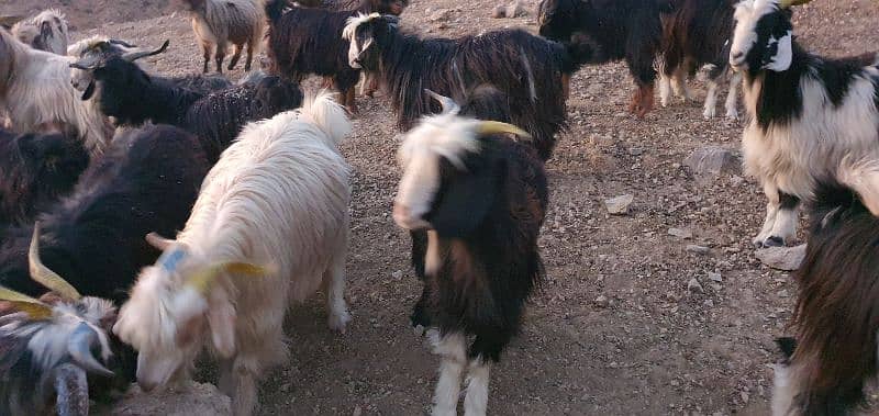 Takatoo Goats And Sheep Farm Quetta 4