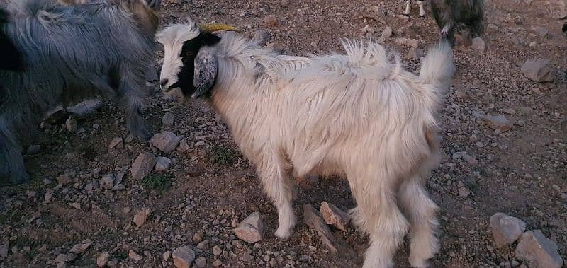 Takatoo Goats And Sheep Farm Quetta 5