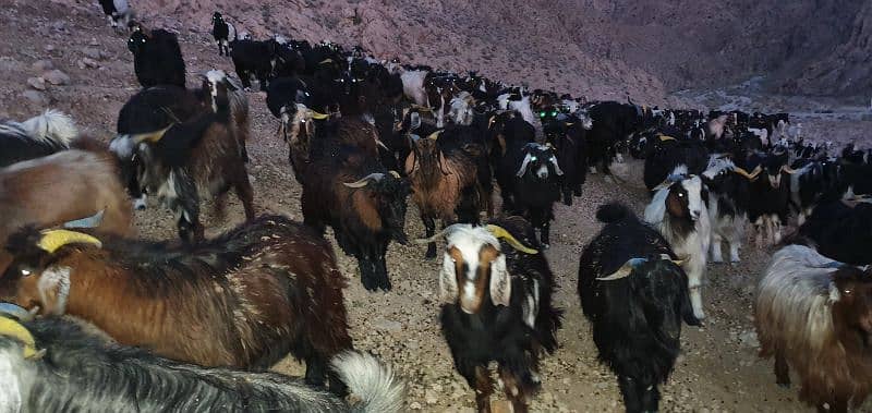 Takatoo Goats And Sheep Farm Quetta 6