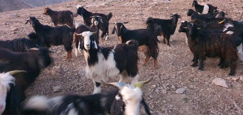 Takatoo Goats And Sheep Farm Quetta 7