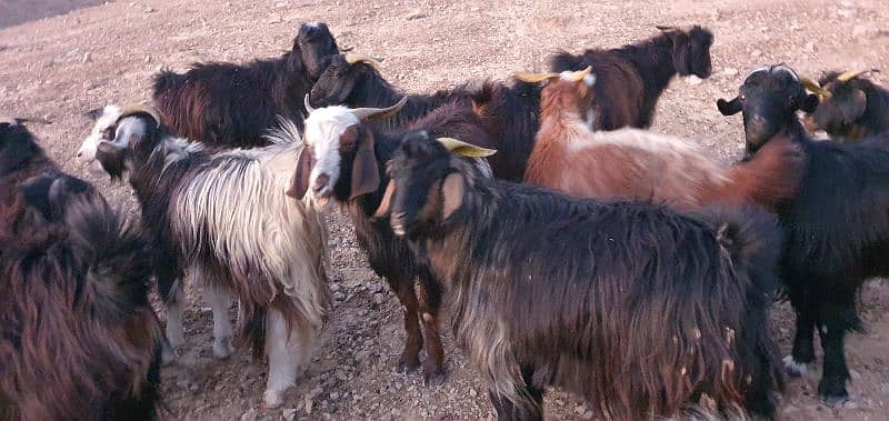 Takatoo Goats And Sheep Farm Quetta 8