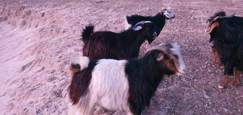 Takatoo Goats And Sheep Farm Quetta 9