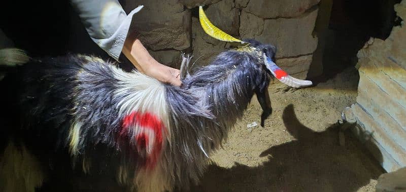 Takatoo Goats And Sheep Farm Quetta 11