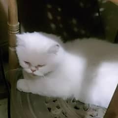 white cat , persian cat ,  punch face cat , female, 03008003560