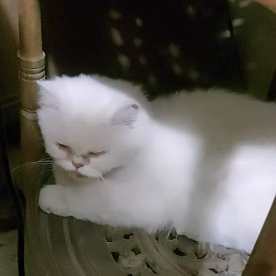 white cat, grey Persian cat , female, 03008003560 0