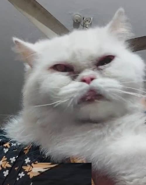 white cat, grey Persian cat , female, 03008003560 2