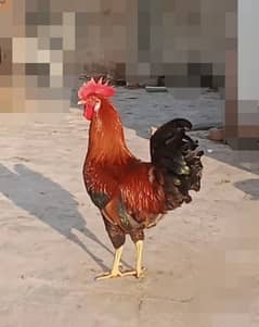 Golden Rooster (Murgha), misri, rir, australorp, light Sussex, aseel