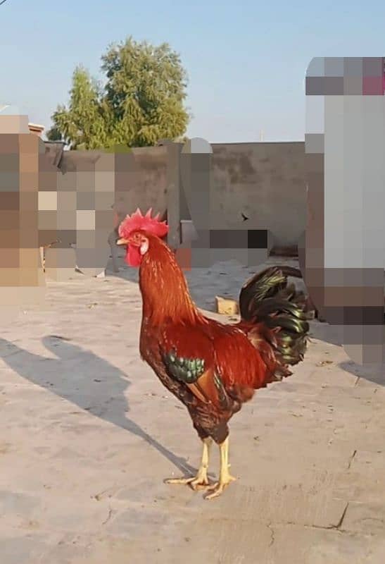 Golden Misri Murgha Rooster, rir, australorp, light Sussex, aseel 1