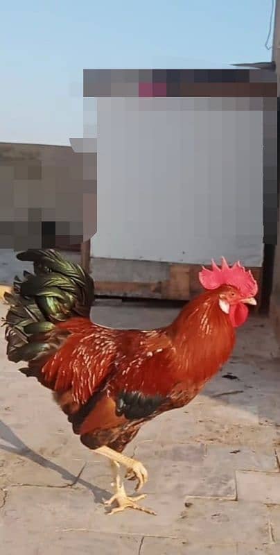 Golden Misri Murgha Rooster, rir, australorp, light Sussex, aseel 2