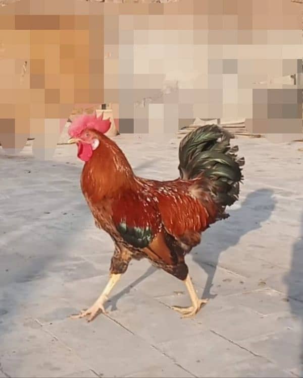 Golden Misri Murgha Rooster, rir, australorp, light Sussex, aseel 4