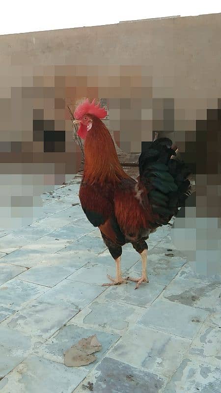 Golden Misri Murgha Rooster, rir, australorp, light Sussex, aseel 3