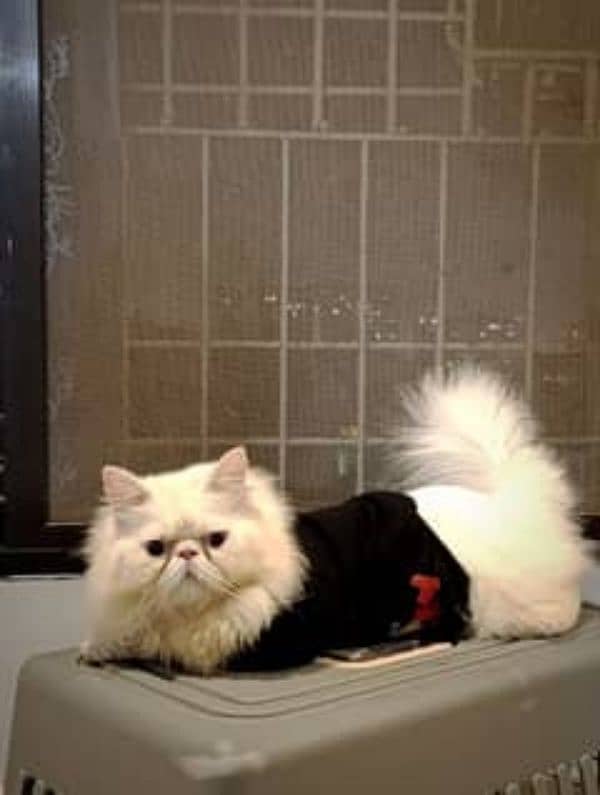 Male cat available for stud service (cross /matting) 0