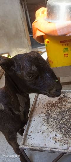 Munda Bakra