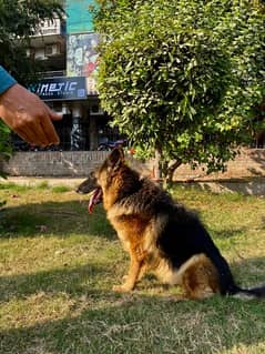 German Shepherd Black And Tan Breeder Female Urgent Sale