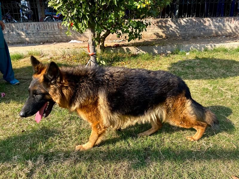 German Shepherd Female Near To Heat Confirm Breeder 3