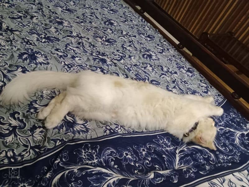 14 month female Mano name very active and play full female cat 1