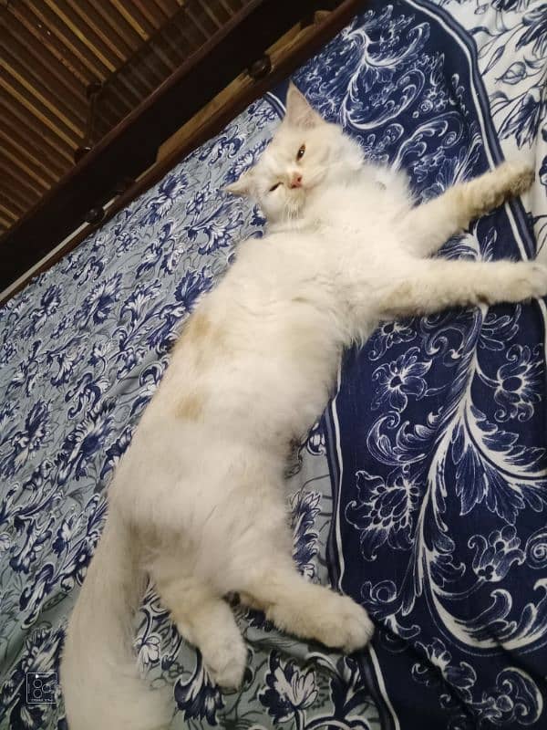 14 month female Mano name very active and play full female cat 4