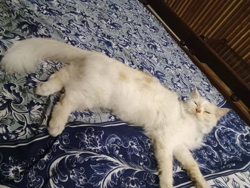 14 month female Mano name very active and play full female cat 5