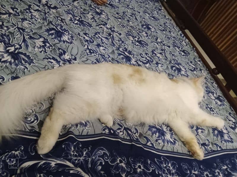 14 month female Mano name very active and play full female cat 6