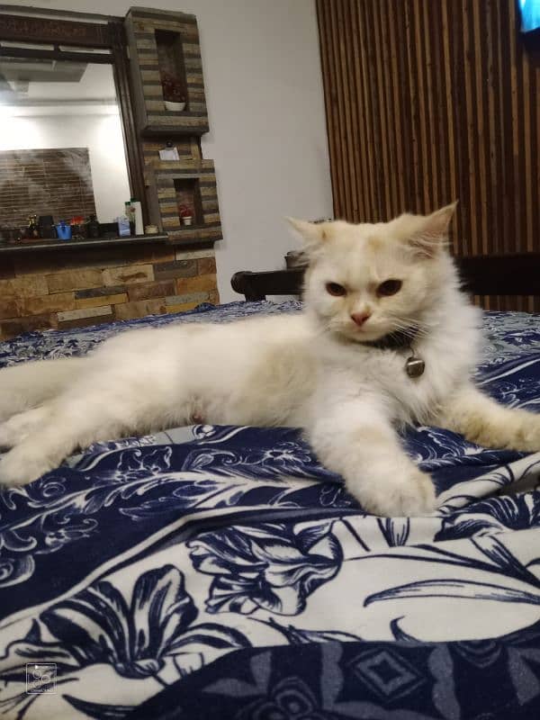 14 month female Mano name very active and play full female cat 8